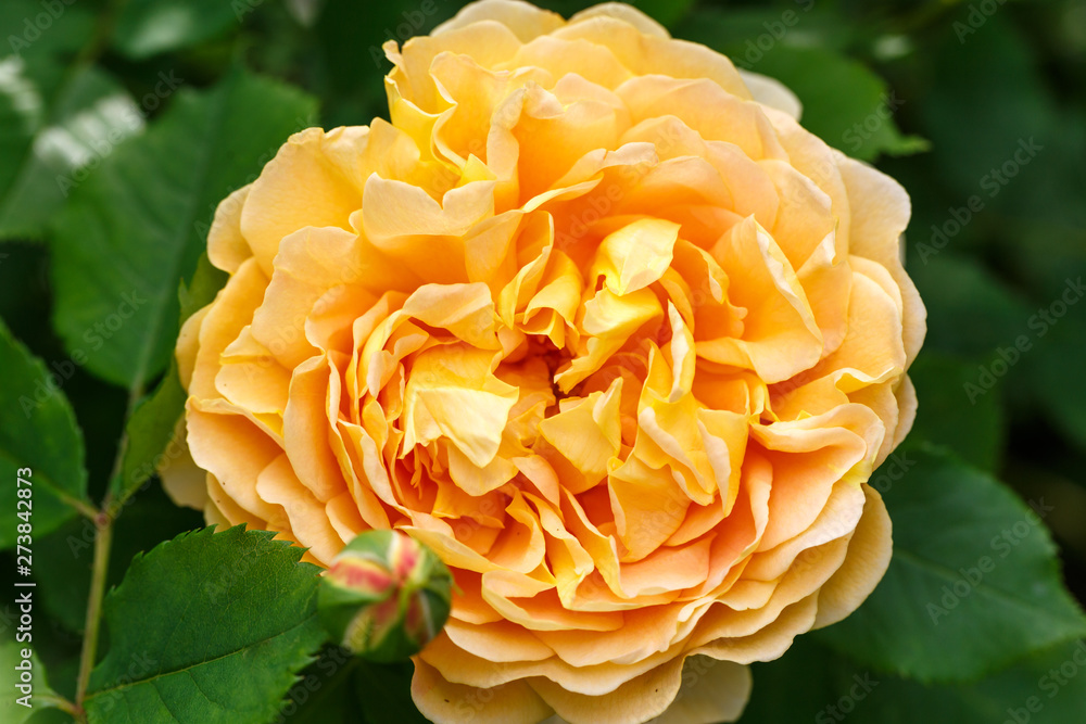 Blooming yellow rose in the garden on a sunny day. David Austin Rose Golden Celebration Blooming yellow rose in the garden on a sunny day. David Austin Rose Golden Celebration