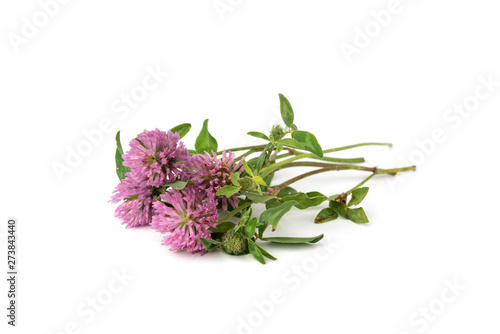 Purple clover isolated on white background.