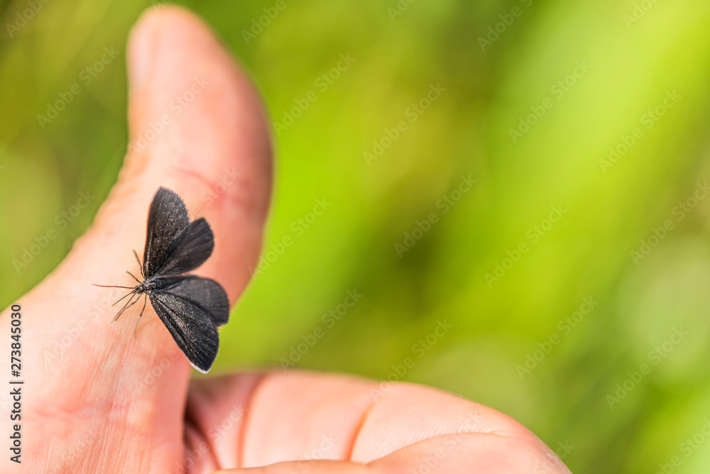 Black butterfly kisses Black butterfly kisses