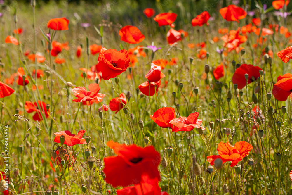 Fototapeta premium Poppy flowers in a field with wild flowers.
