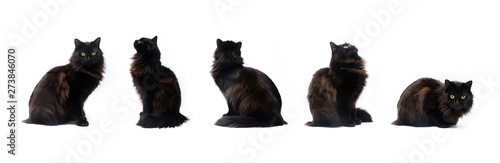 Fototapeta Composite of black cat in different poses isolated on white background