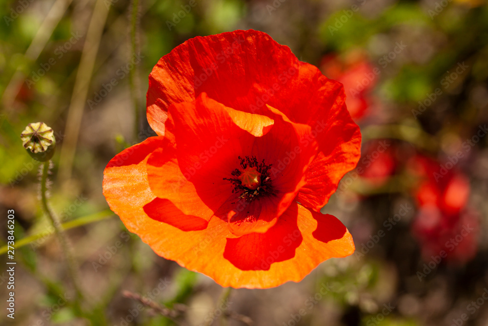 Red poppy flower or in latin papaver rhoeas poppy. close up Image. Red poppy flower or in latin papaver rhoeas poppy. close up Image.