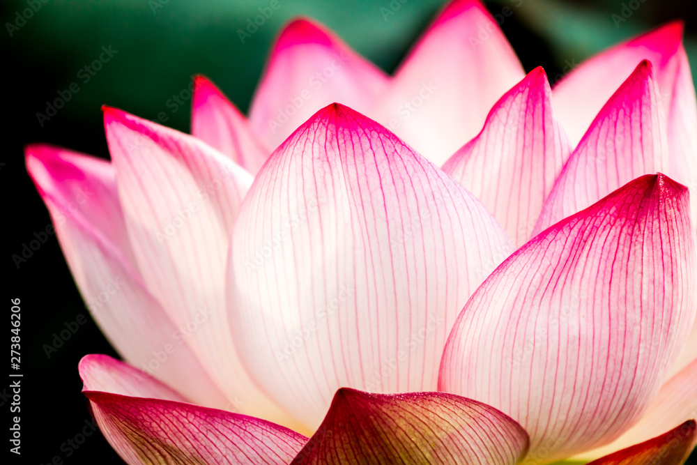 Pink lotus flower in pond, Chiangmai province Thailand Pink lotus flower in pond, Chiangmai province Thailand