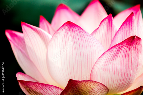 Pink lotus flower in pond  Chiangmai province Thailand