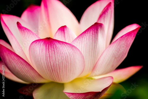 Pink lotus flower in pond, Chiangmai province Thailand © lightofchairat