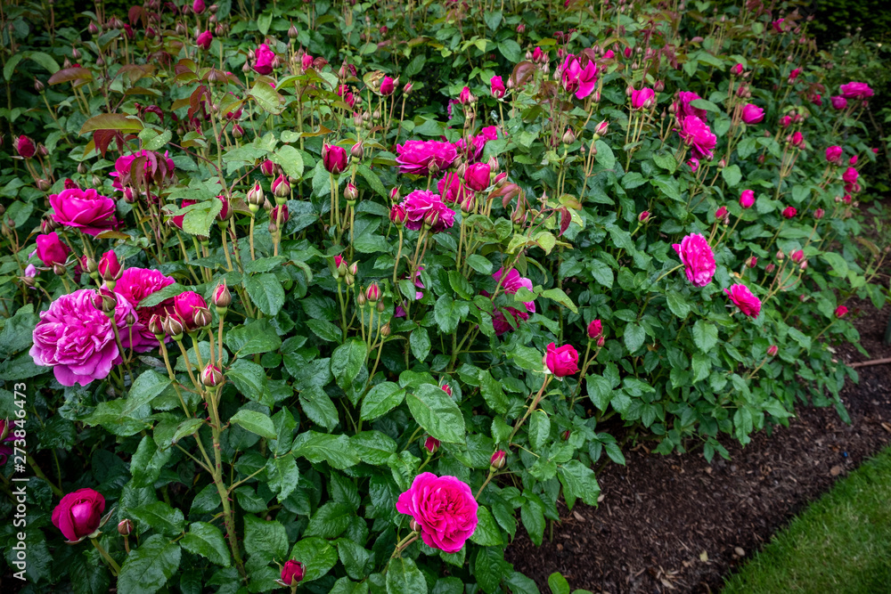 David Austin English shrub rose pink bloom, Wolverhampton