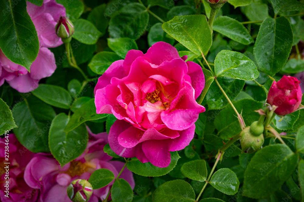 David Austin English shrub rose pink bloom, Wolverhampton Stock Photo ...
