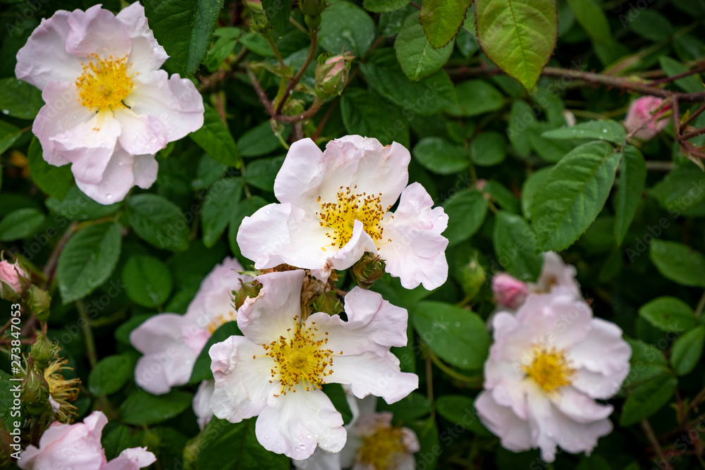 David Austin English shrub rose pink bloom, Wolverhampton David Austin English shrub rose pink bloom, Wolverhampton