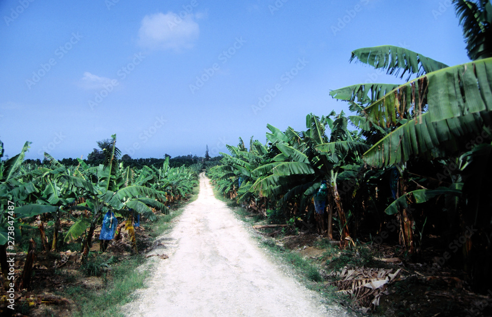 bananenplantagen in der karibik