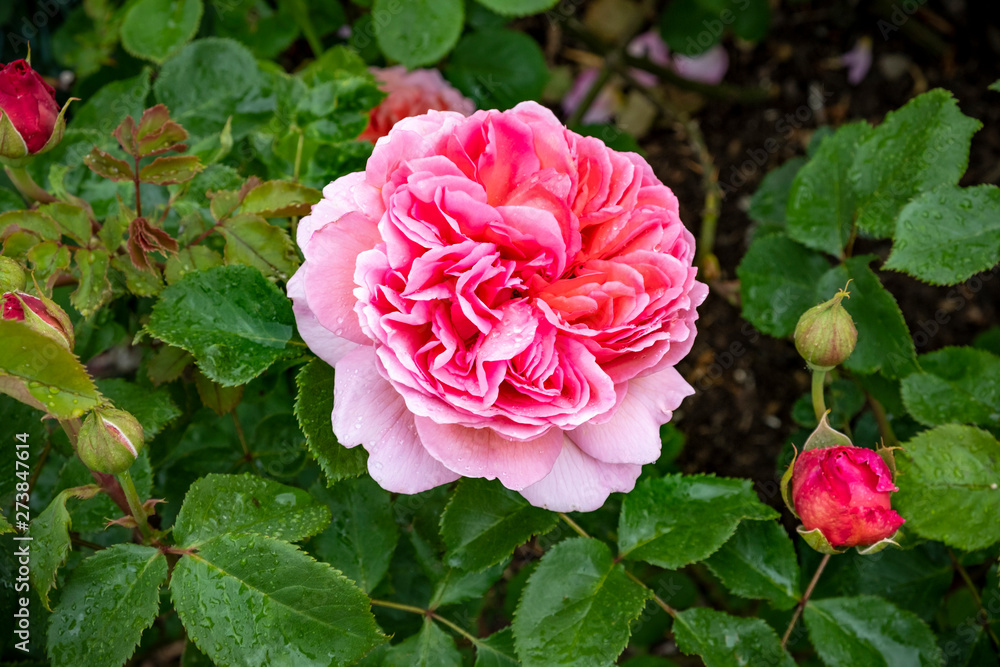 David Austin English shrub rose pink cabbage bloom, Wolverhampton David Austin English shrub rose pink cabbage bloom, Wolverhampton