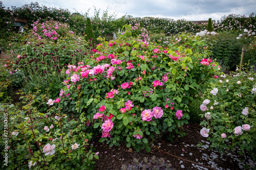 Fototapeta Naklejka Na Ścianę i Meble -  David Austin English shrub rose pink cabbage bloom, Wolverhampton
