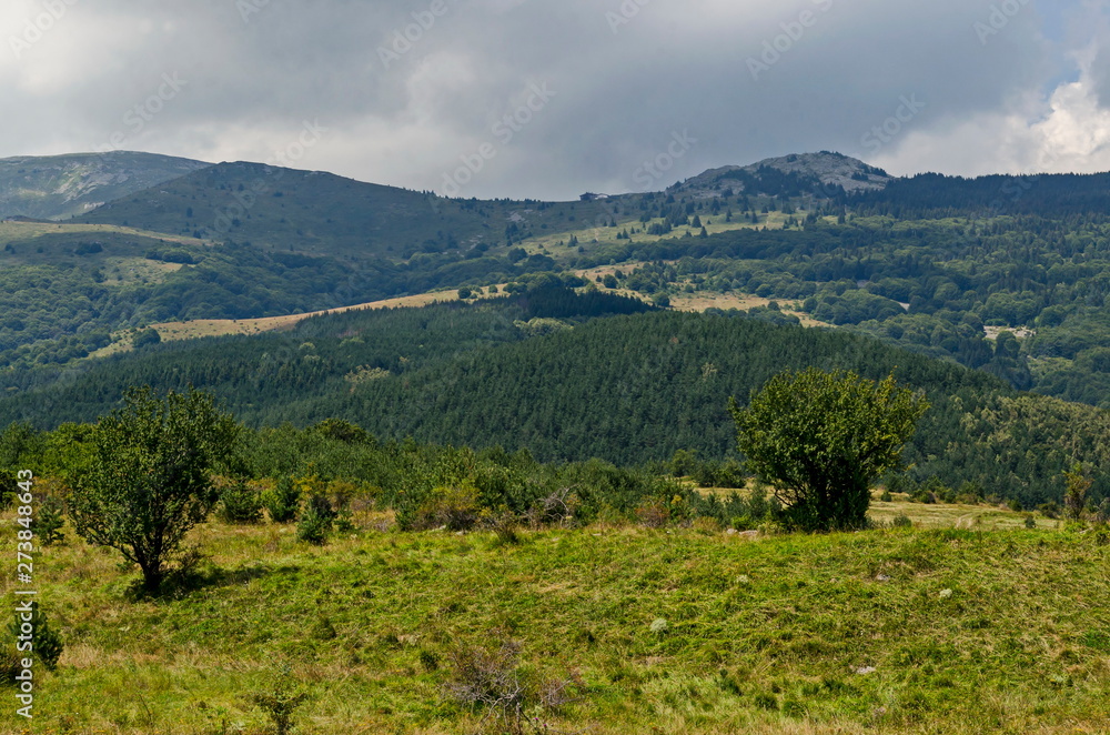 Panorama of glade and  green forest in front of Black peak, Vitosha mountain, Bulgaria  