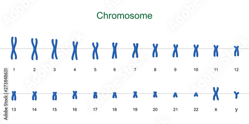 Human karyotype