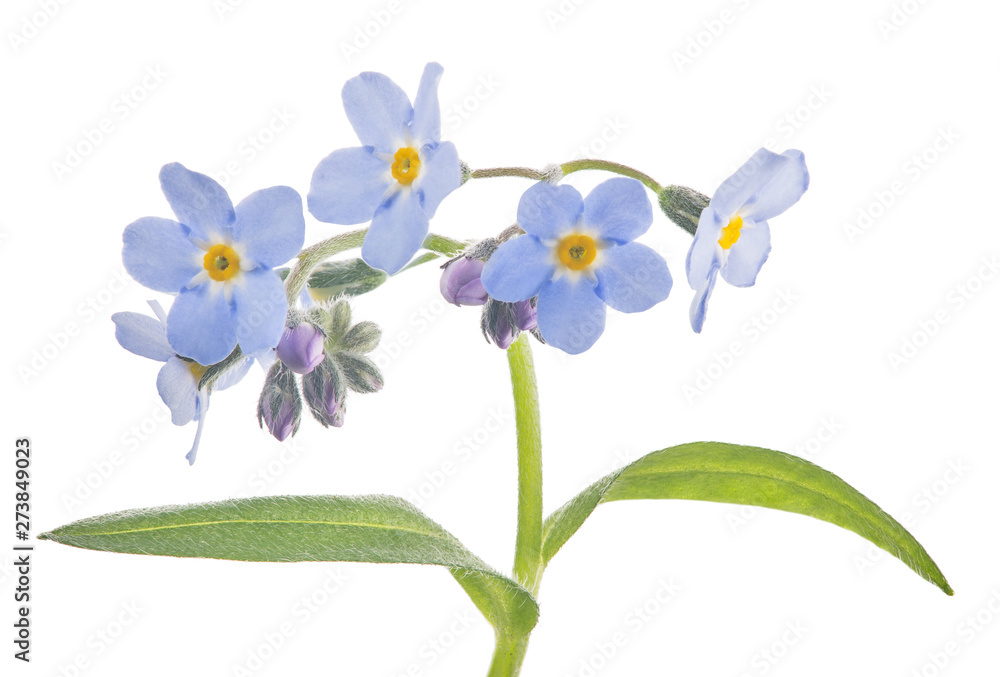 small blue forget-me-not blooms on stem