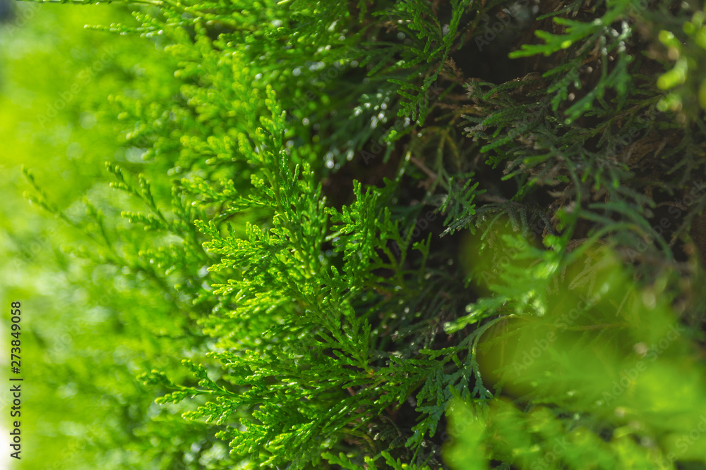 Fototapeta premium Close-up view of bright green fresh branches of thuja bush as beautiful natural background. Horizontal color photography.