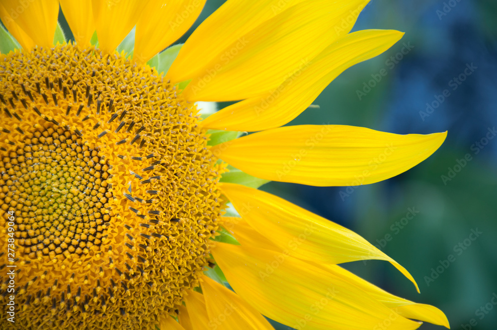 Naklejka premium Sunflowers in a sunny field