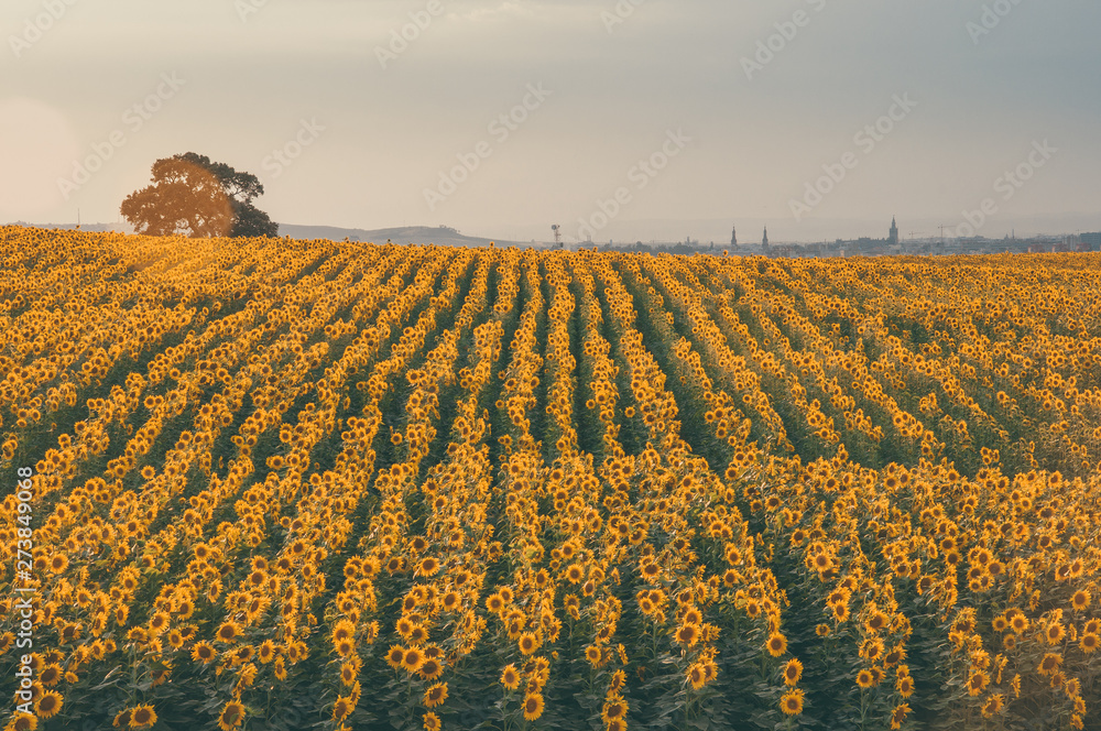 Sunflowers in a sunny field