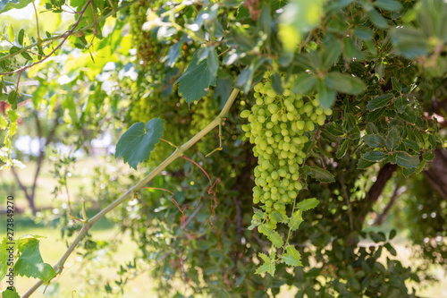 Closeup view of big fresh bunch of green grapes growing outside in garden in countryside. Early summer harvest of organic food concept.