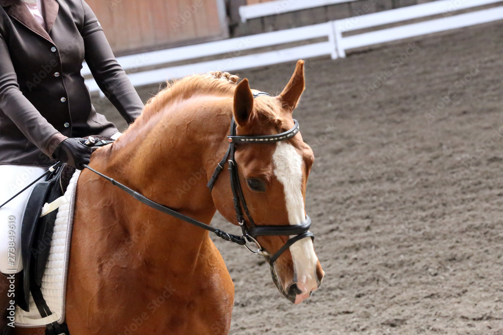 Unknown contestant rides at dressage horse event in riding ground. Head shot closeup of a dressage horse during competition event