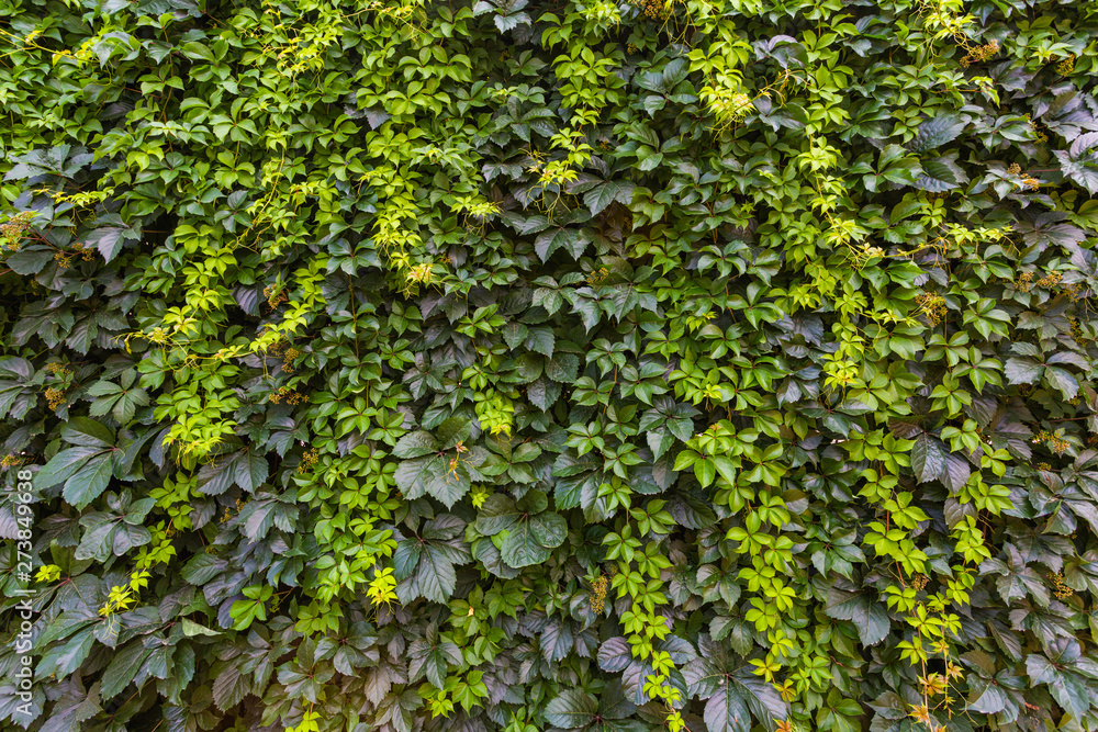 Beautiful background of curly green vine Beautiful background of curly green vine