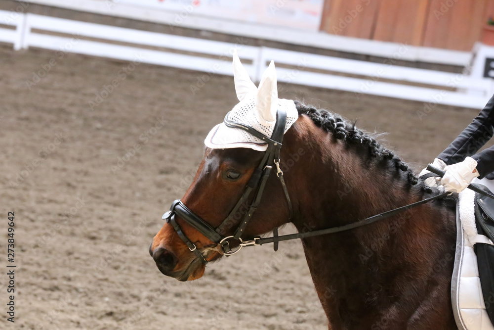 Obraz premium Unknown contestant rides at dressage horse event in riding ground. Head shot closeup of a dressage horse during competition event