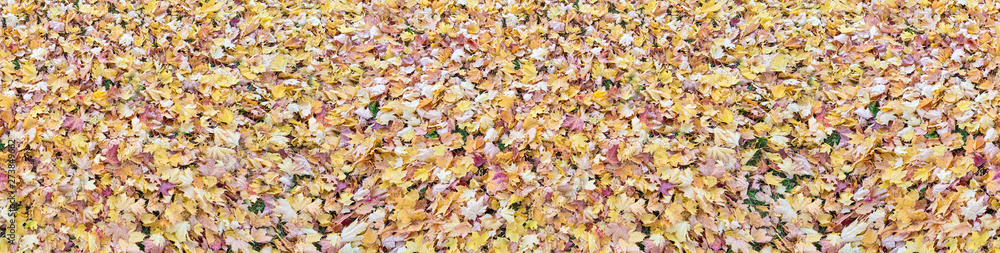 maple bright fall leaves strip maple bright fall leaves strip