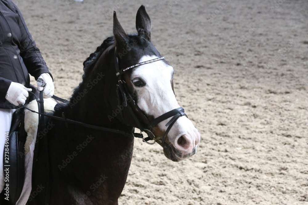 Obraz premium Unknown contestant rides at dressage horse event in riding ground. Head shot closeup of a dressage horse during competition event