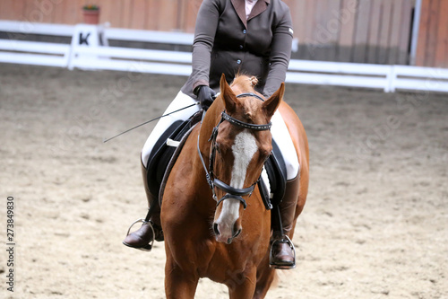  Portrait of a sport horse during dressage competition under saddle