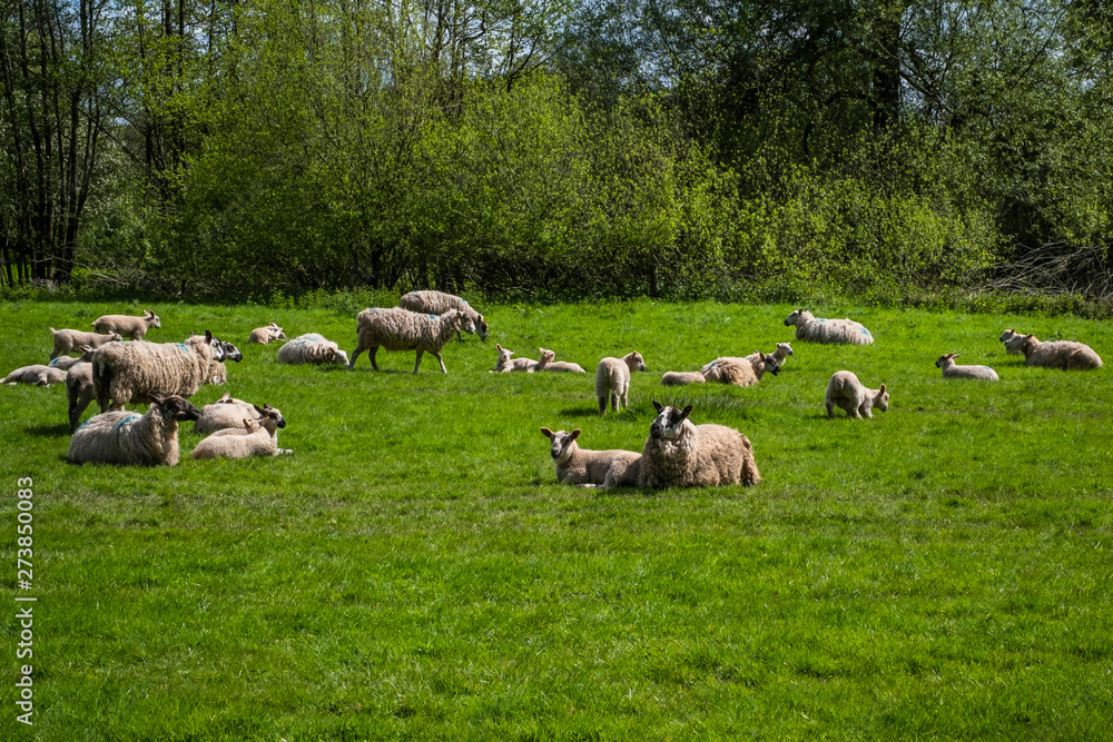 Obraz premium Flock of sheep, with baby lambs grazing in the English countryside