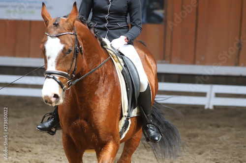  Portrait of a sport horse during dressage competition under saddle