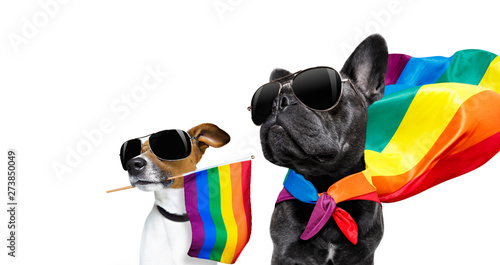 gay pride dogs