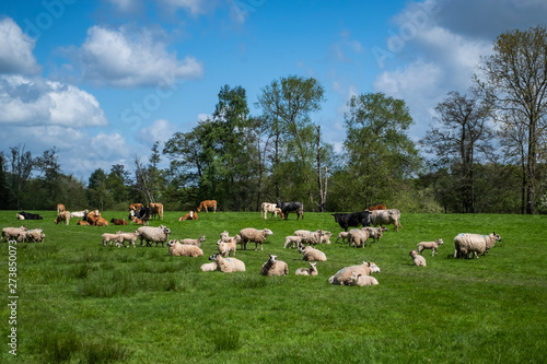 Flock of sheep, with baby lambs grazing in the English countryside © Snapvision