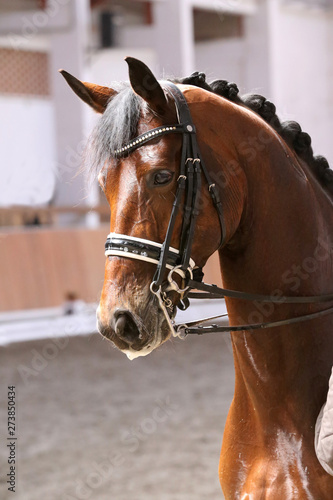 Fototapeta Naklejka Na Ścianę i Meble -   Portrait of a sport horse during dressage competition under saddle