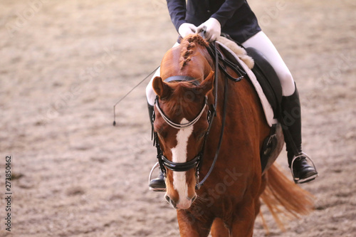  Portrait of a sport horse during dressage competition under saddle © acceptfoto
