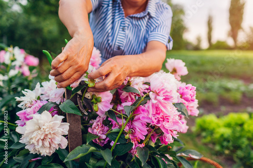 Fototapeta Naklejka Na Ścianę i Meble -  Senior woman gathering flowers in garden. Elderly retired woman cutting peonies with pruner
