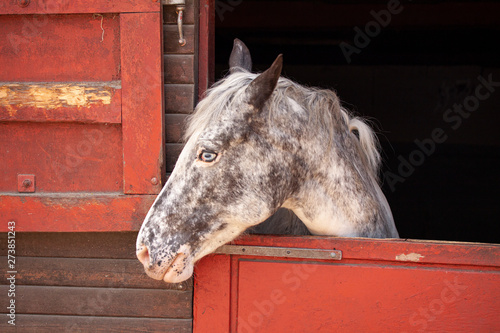 Mold horse standing in the barn with head looking out the stable door © Ole