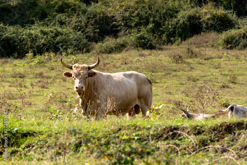 Fototapeta Naklejka Na Ścianę i Meble -  isolated bull grazing in the countryside, Italy