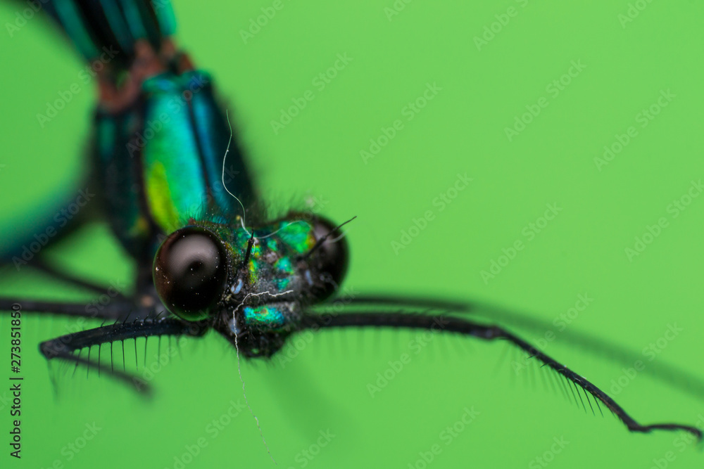 Naklejka premium macro photo of a dragon fly and green background