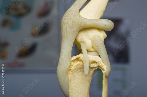dog knee mold side view and blurred background photo