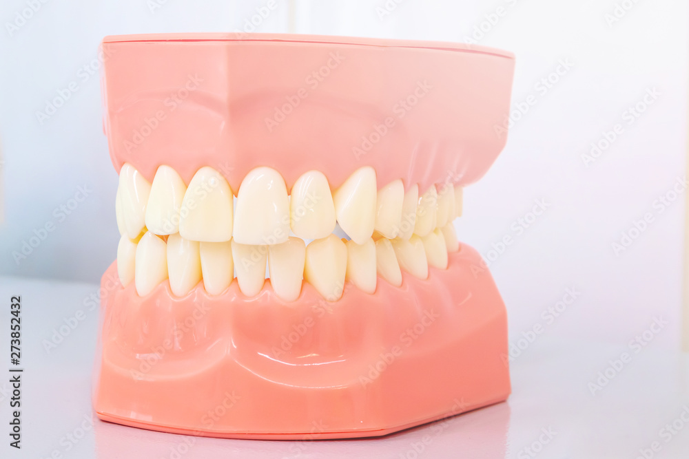 Obraz premium Model of the oral cavity, jaw model for stomatologic clinics. Concept of oral care, dental and gum health. Teaching the proper care of teeth. Minimalism, light background, sunlight.