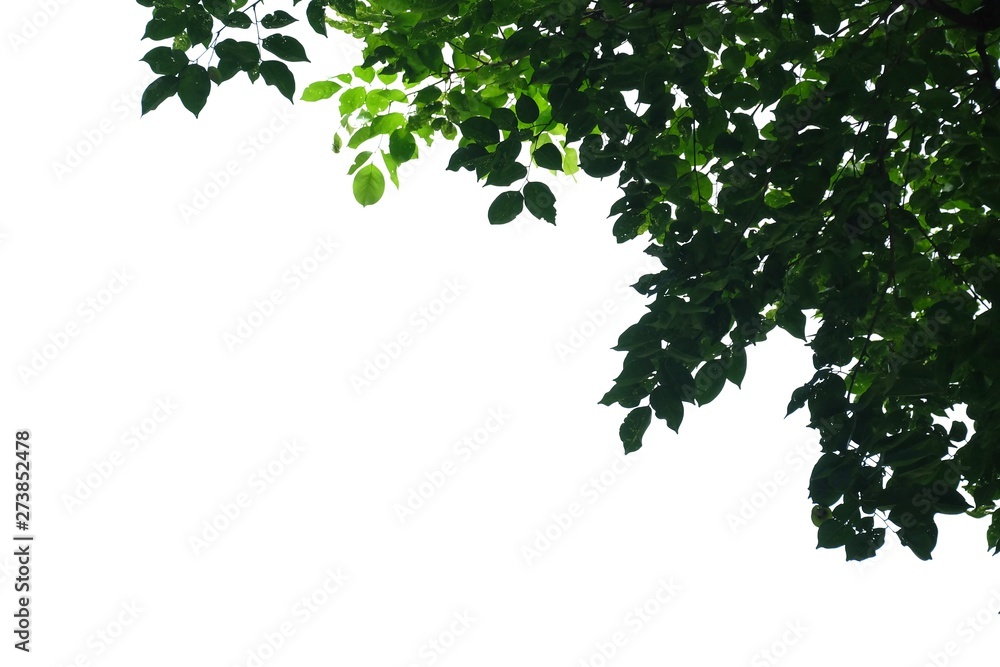 Tropical tree leaves with branches on white isolated background for green foliage backdrop Tropical tree leaves with branches on white isolated background for green foliage backdrop