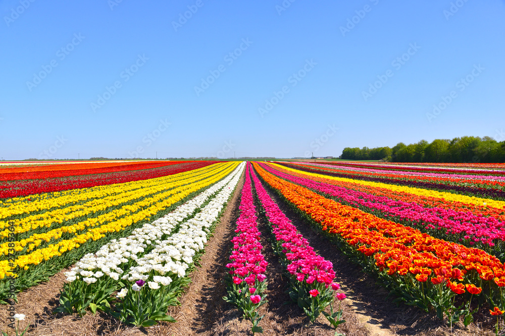 The field with color tulips