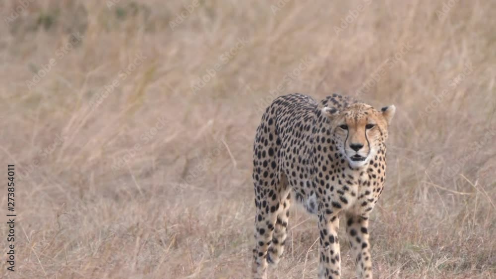 a rack focus shot of a cheetah female and cubs approaching at masai mara national reserve in kenya, africa- 4K 60p a rack focus shot of a cheetah female and cubs approaching at masai mara national reserve in kenya, africa- 4K 60p
