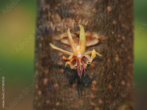 The cacao flowers blooming in farm in the morning.