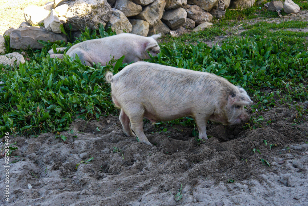 pigs eating grass in the open field pigs eating grass in the open field