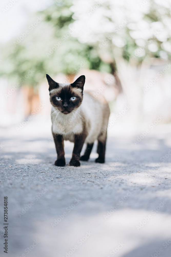 portrait of a Siamese cat, an animal with a displeased facial expression. Grumpy Cat portrait of a Siamese cat, an animal with a displeased facial expression. Grumpy Cat