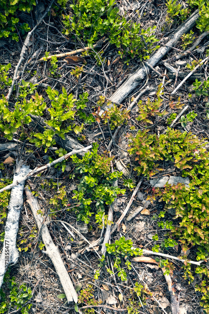 Flora. White dry branches. Close up field forest background with green leaves and dry grasses. Flora. White dry branches. Close up field forest background with green leaves and dry grasses.