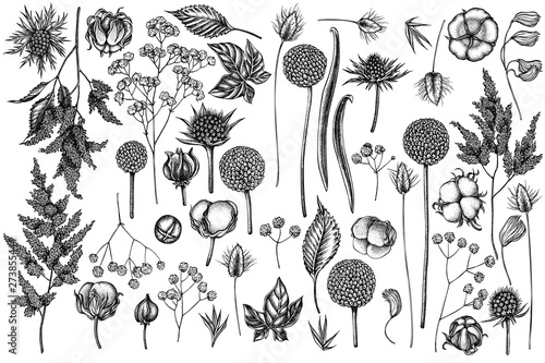Vector set of hand drawn black and white astilbe, craspedia, blue eryngo, lagurus, cotton, gypsophila