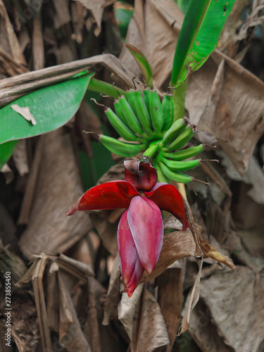The banana blossom blooming in farm in the morning. photo
