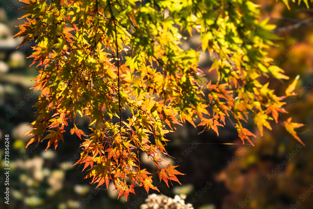 紅葉グラデーション 紅葉グラデーション